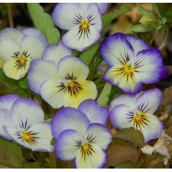 Amor Perfeito Violeta e Branco: 15 Sementes 