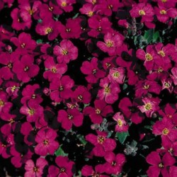 Aubrietia Sortida: 20 Sementes 