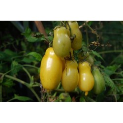 Tomate Banana Yellow Leggs - 20 Sementes 