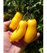 Tomate Banana Yellow Leggs - 20 Sementes 