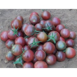 Tomate Black Cherry (Cereja Preto) - 20 Sementes