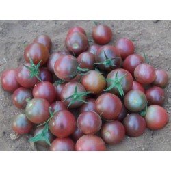 Tomate Black Cherry (Cereja Preto) - ORGÂNICO - 20 Sementes