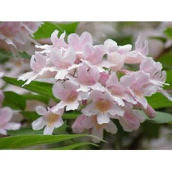 Beautybush (Kolkwitzia amabilis) - 7 Sementes
