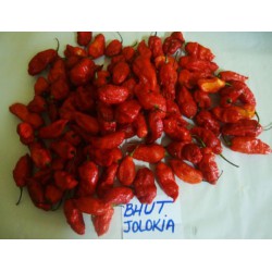 Pimenta Bhut Jolokia Assan - 20 Sementes