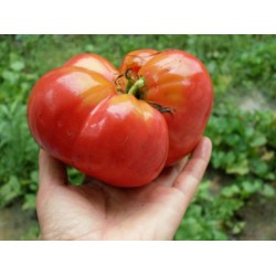 Tomate Caspian Pink - 20 Sementes 