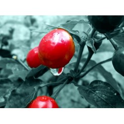 Pimenta Bode Vermelha: 40 Sementes