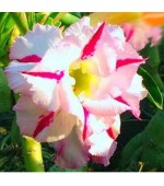 Rosa do Deserto - Adenium obesum - Bonunza - 5 Sementes