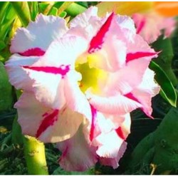 Rosa do Deserto - Adenium obesum - Bonunza - 5 Sementes