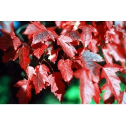 Bordô Japonês (Tatarian Maple): 10 Sementes