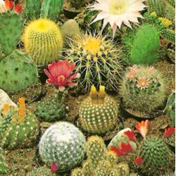 Cactos Ornamentais: 15 Sementes 