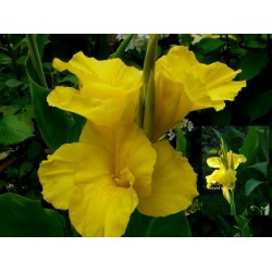 Canna Indica Amarela - 1 Bulbo