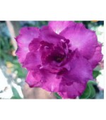 Rosa do Deserto - Adenium obesum - Carnation - 5 Sementes