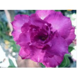 Rosa do Deserto - Adenium obesum - Carnation - 5 Sementes