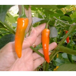 Pimenta Bulgarian Carrot Pepper (Pimenta Cenoura) - 15 Sementes 