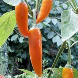 Pimenta Bulgarian Carrot Pepper (Pimenta Cenoura) - 15 Sementes 