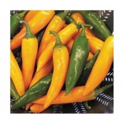 Pimenta Bulgarian Carrot Pepper (Pimenta Cenoura) - 15 Sementes 