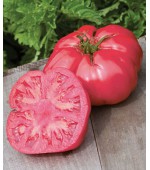 Tomate Caspian Pink - 20 Sementes 