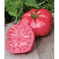 Tomate Caspian Pink - 20 Sementes 