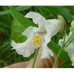 Catalpa Speciosa - 5 Sementes