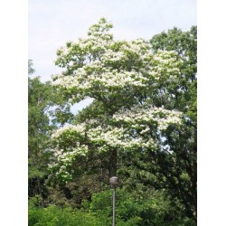 Catalpa Speciosa - 5 Sementes