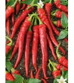 Pimenta Cayenne: 40 Sementes