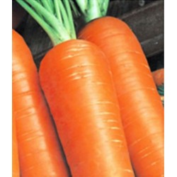 Cenoura Grande - 50 Sementes
