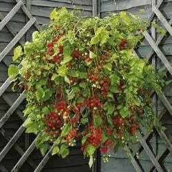 Tomate Cereja Samambaia: 20 Sementes