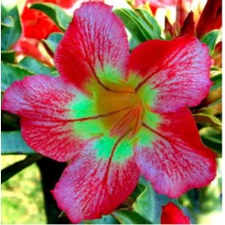 Rosa do Deserto - Adenium obesum - Chelsea - 5 Sementes