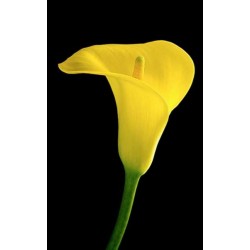 Copo de Leite Amarelo (callas) - 1 Bulbo