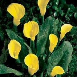 Copo de Leite Amarelo (callas) - 10 Bulbo