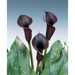 Copo de Leite Preto (callas) - 10 Bulbo