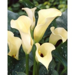 Copo de Leite Creme (Amarelo e Preto) (callas) - 1 Bulbo