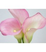 Copo de Leite Rosa (callas) - 10 Bulbo