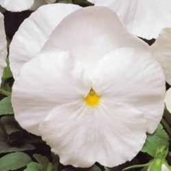 Amor Perfeito Gigante Suíço Branco: 15 Sementes 