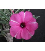 Rosa do Deserto - Adenium Obesum - Diamond Ring - 5 Sementes