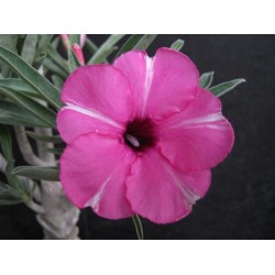 Rosa do Deserto - Adenium Obesum - Diamond Ring - 5 Sementes