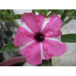 Rosa do Deserto - Adenium Obesum - Diamond Ring - 5 Sementes