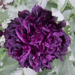 Papoula Black Peony: 20 Sementes 