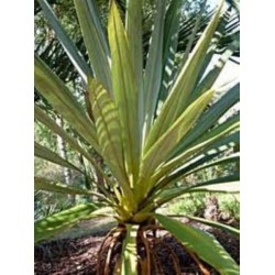 Palmeira Azul Dracena - 10 Sementes 