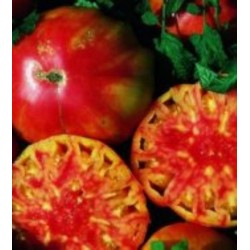 Tomate Flame (Chama) - 20 Sementes