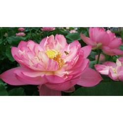 Flor de Lotus Sortida - 4 Sementes