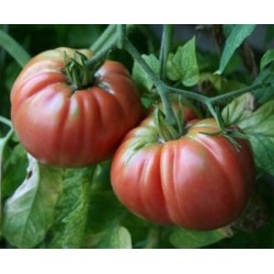 Tomate Belga Rosa Gigante - 20 Sementes