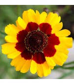 Coreopsis Bicolor: 20 Sementes 