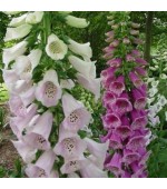 Dedaleira Sortida (Flor de Gloxinia ou Digitalis): 50 Sementes 