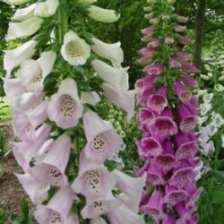 Dedaleira Sortida (Flor de Gloxinia ou Digitalis): 50 Sementes