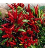 Pimenta Etna Ornamental - Hot Pepper Etna - 15 Sementes 