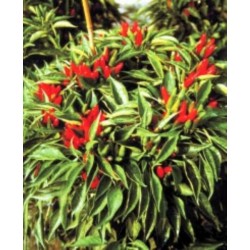 Pimenta Etna Ornamental - Hot Pepper Etna - 15 Sementes 