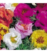 Portulaca (Onze-Horas) Dobrada Sortida: 100 Sementes 