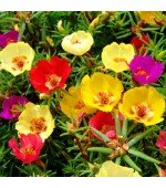 Portulaca (Onze-Horas) Singela Sortida: 100 Sementes 