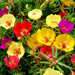 Portulaca (Onze-Horas) Singela Sortida: 100 Sementes 